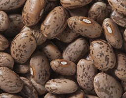 Dried Pinto Beans